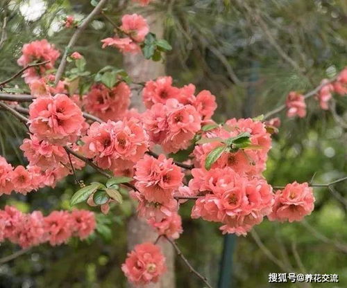 盆栽贴梗海棠的春天养护记