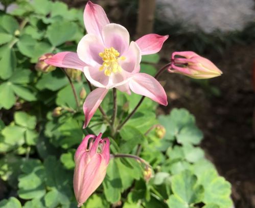 买花小心冻伤，签收要仔细