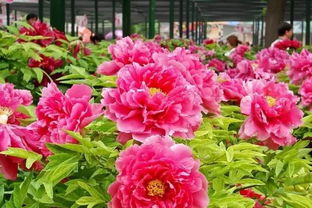 牡丹花芽的秘密