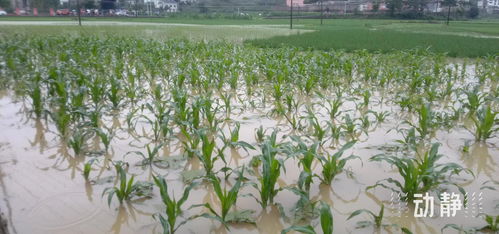 破眠处理：种子的“唤醒术”