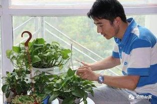 菊花浇水多少？掌握“干透浇透”原则