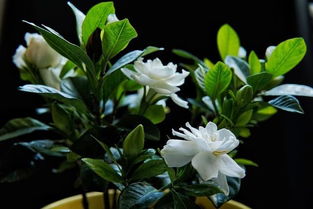 堪土面 土干不干