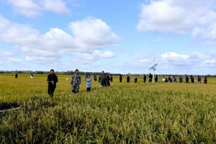 种植技术：寒地丹参的生存密码