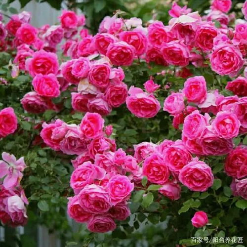 延长花期， 花开geng持久