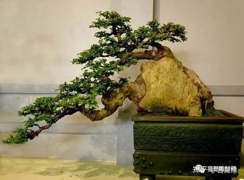 石头缝里的树根，就像宝藏一样珍贵