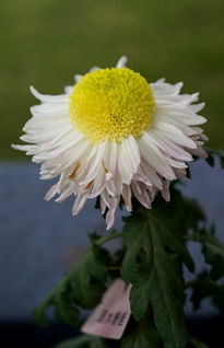 农夫山泉浇花：pH值与矿物质