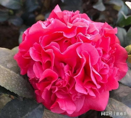 红玫瑰中最佳品种是哪个？它的花色、香气和花期特点有哪些