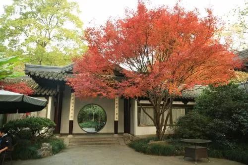 落叶乔木：垂柳、刺槐、国槐