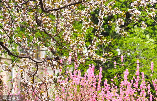 花的学校：花孩子们的奇妙世界