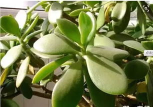 常见问题与日常维护，叶子发黄怎么办？