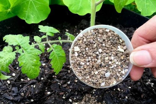 鱼粪作为肥料使用是否安全有效，对土壤和植物生长有何影响