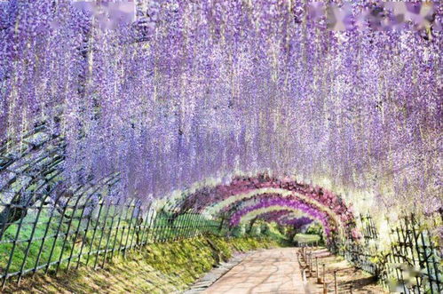 鬼杀队为何未广泛使用紫藤花的驱鬼功效