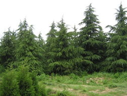 雪松在园林中的独特用途