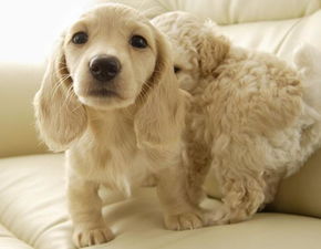 狗狗进屋，像是在回家