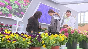 花卉苗木市场现状