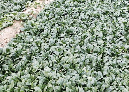 菠菜生长期施肥技巧