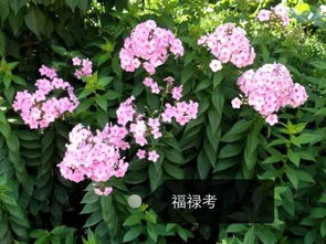 海棠花品种大全大图来啦！这些品种你认识吗
