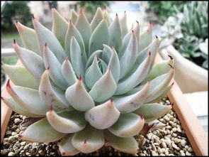 冷门多肉也有春天