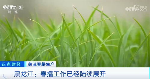 发芽率低如何应急？