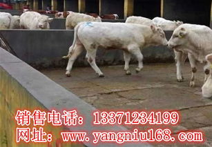 夏洛莱羊：品种特点、繁殖优势与饲养指南