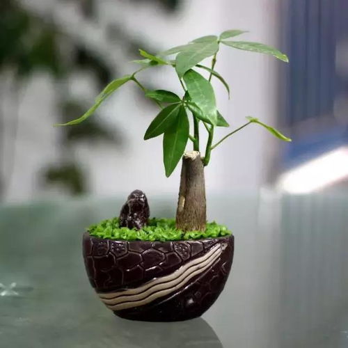 养好发财树，财运亨通