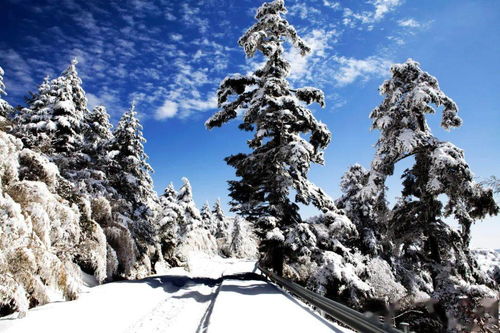 雪松在冬季的防寒作用