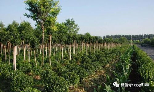 2026年绿化苗木市场展望：哪些树种将引领潮流？