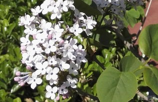 方案背景：爬藤花墙的利与弊