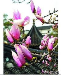 园艺老手的经验分享：采收时机是关键