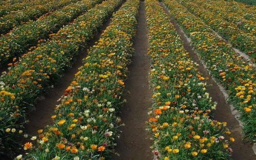 勋章菊：华丽的花朵盛宴