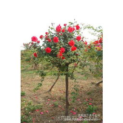 精品3公分独杆树状月季大量上市，哪里找靠谱供应商？