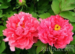 啥是牡丹？牡丹是个啥