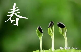 一、 连翘：早春花开，养护成本低