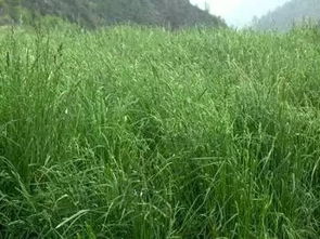 攻坚期（小满前完成）