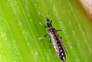 月季花蝼蛄虫害，咋个整啊？