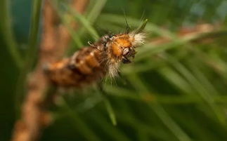 虫子来了怎么办？