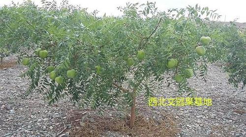 文冠果种植优势显著，为何推广不广