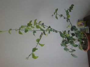 不同花枝， 不同处理：木质和肉质茎，各有各的讲究