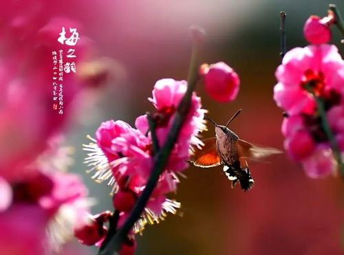 梅花如何通过播种繁殖？能否成功