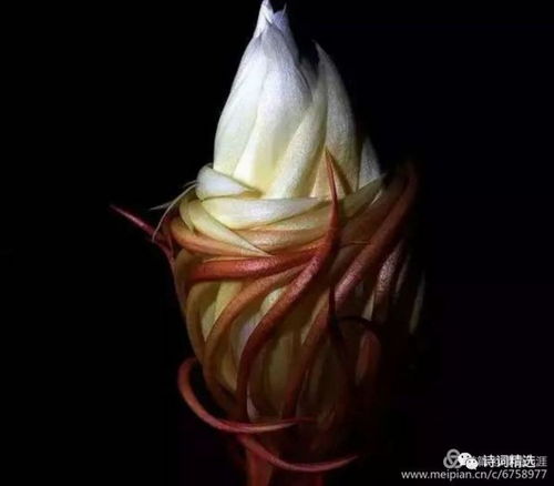 昙花绽放，为何只在深夜