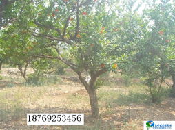 石榴树的生命之舞：12公分石榴树价格探秘