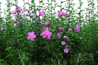 施肥方法， 简单点