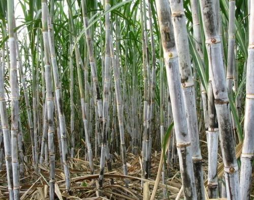 甘蔗最佳种植时间为春季，那么具体种植时间是什么时候呢