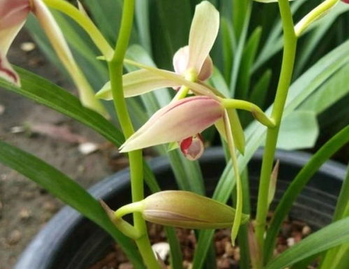为什么兰花总不开花？用这3种自制饲料能省钱50%吗？