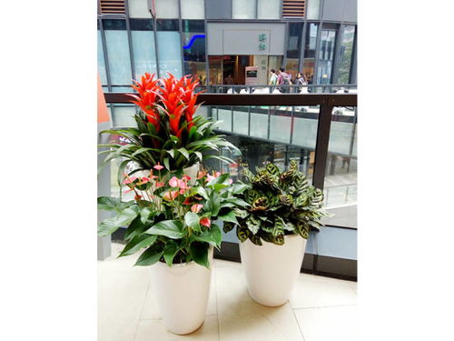 租一盆花，算起来到底要花多少钱？