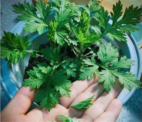 夏日里的清道夫，艾草也Neng驱蚊虫！