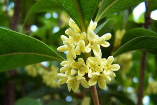 春季插枝， 桂花成活有保障