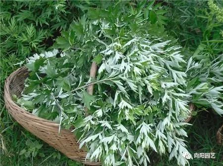 艾草蚊香：驱蚊还是隐患？