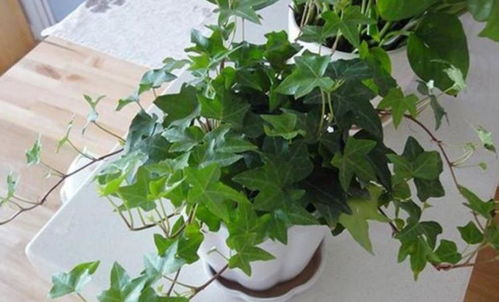 扦插繁殖的小秘密