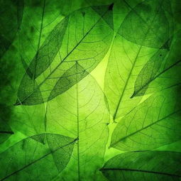 睡莲养护，避免烂叶的小秘诀